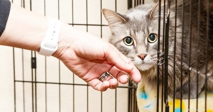 PetSmart Cat Prices: What You Need to Know