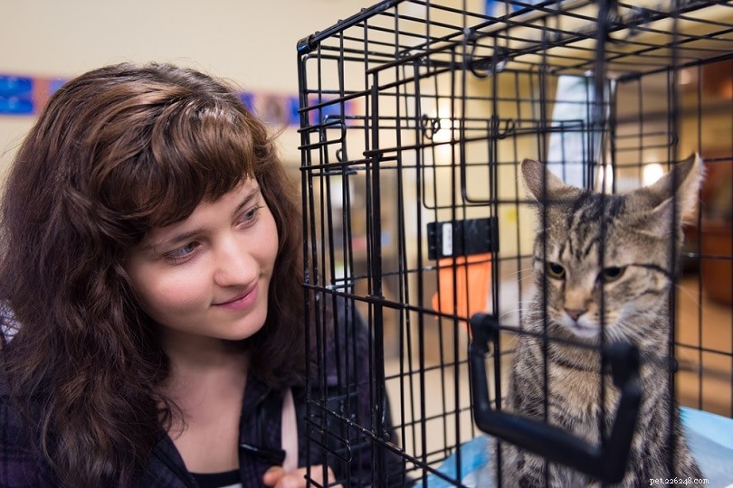 PetSmart Cat Prices: What You Need to Know