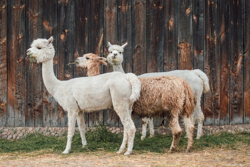 Decoding Alpaca Sounds: How These Gentle Giants Communicate