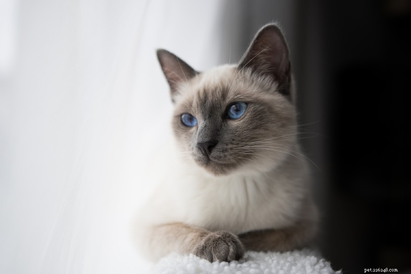 347 Top Siamese Cat Names: Unique, Stylish & Memorable Choices