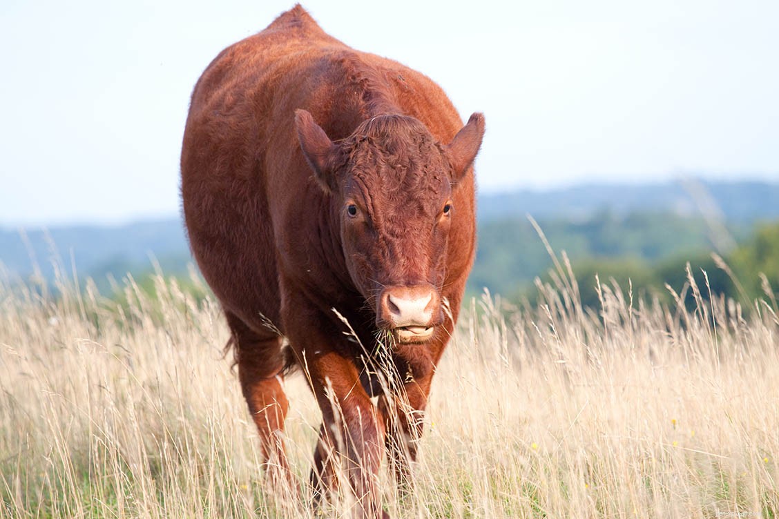 Devon Cattle: A Historic Dual-Purpose Breed for Premium Beef and Milk