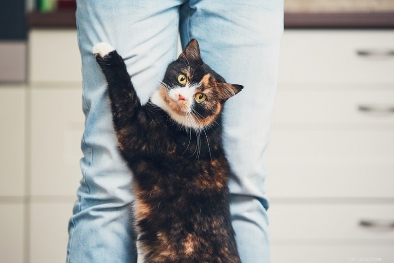 12 Expert-Backed Ways to Calm Your Cat s Anxiety and Stress