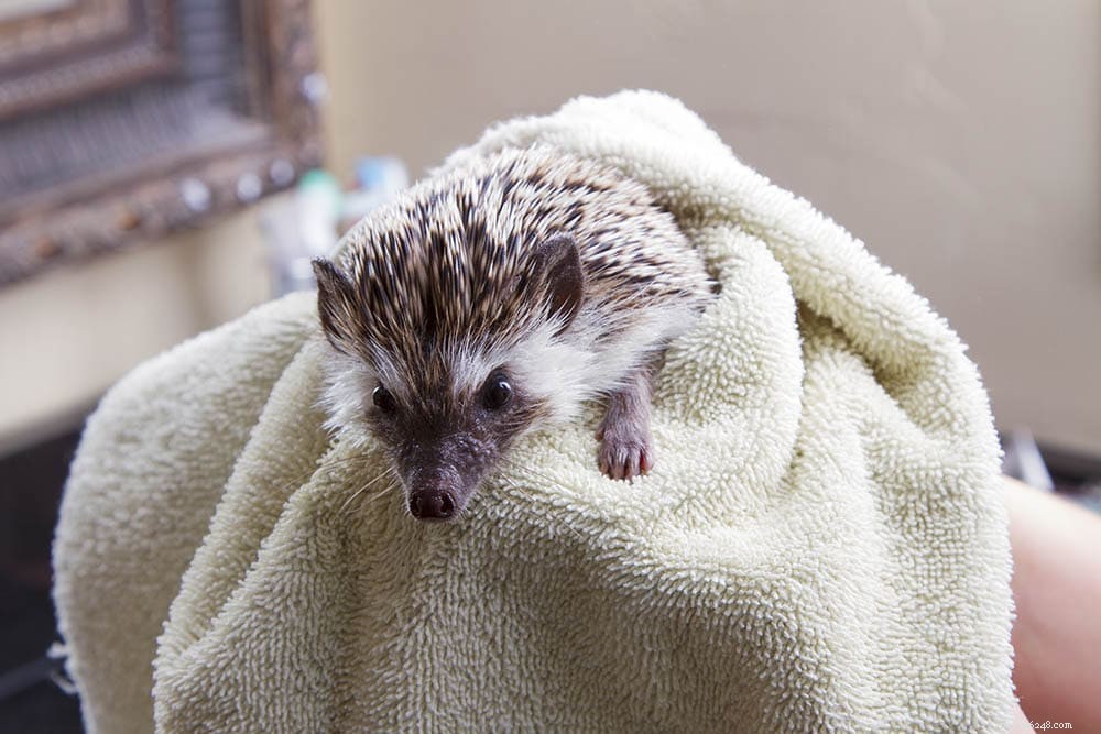 Are Hedgehogs Safe to Feed Catnip? Understanding Catnip s Effects on Hedgehogs
