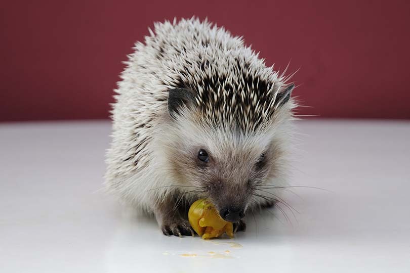Are Hedgehogs Safe to Feed Catnip? Understanding Catnip s Effects on Hedgehogs