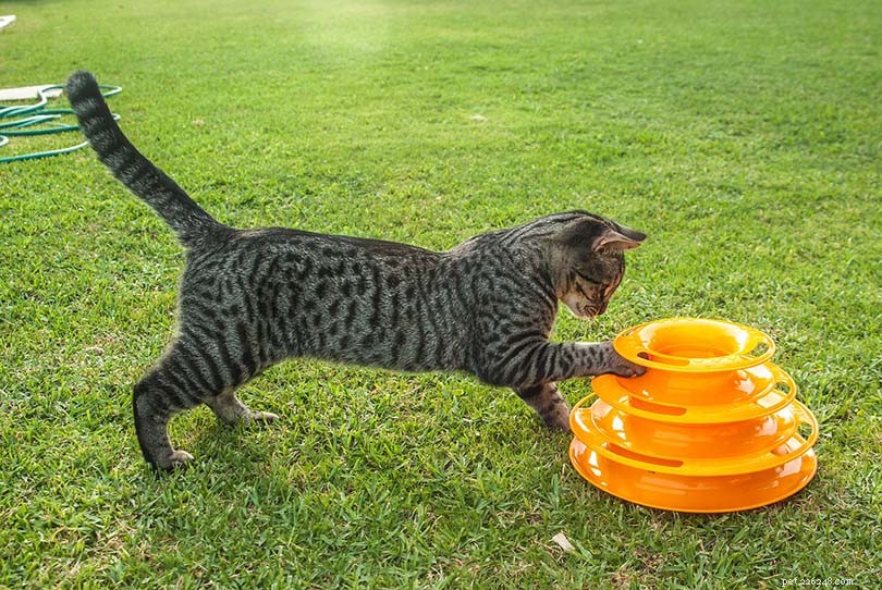 6 Proven Ways to Calm a Cat in Heat – Vet-Approved Strategies