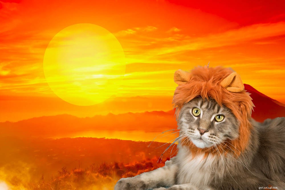 Discover 350+ Disney Cat Names – Unique & Adorable Options for Your Feline Friend