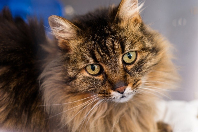 Domestic Longhair Cat: Friendly Companion for Families & Apartments