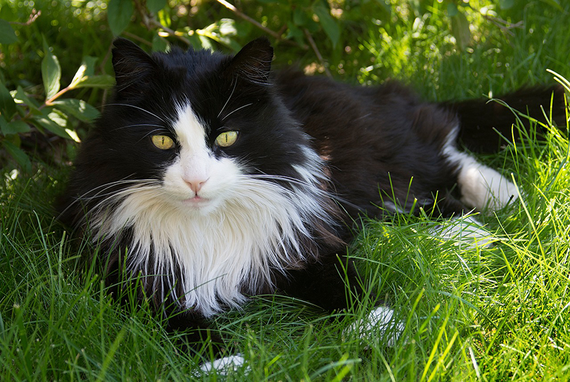 Domestic Longhair Cat: Friendly Companion for Families & Apartments
