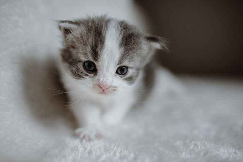 Domestic Longhair Cat: Friendly Companion for Families & Apartments