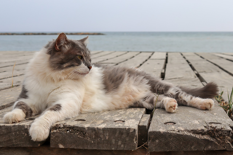 Domestic Longhair Cat: Friendly Companion for Families & Apartments