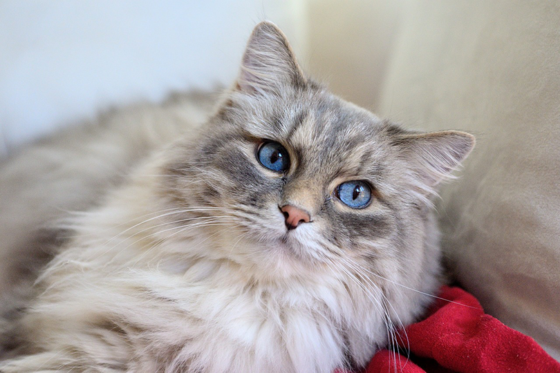 Domestic Longhair Cat: Friendly Companion for Families & Apartments