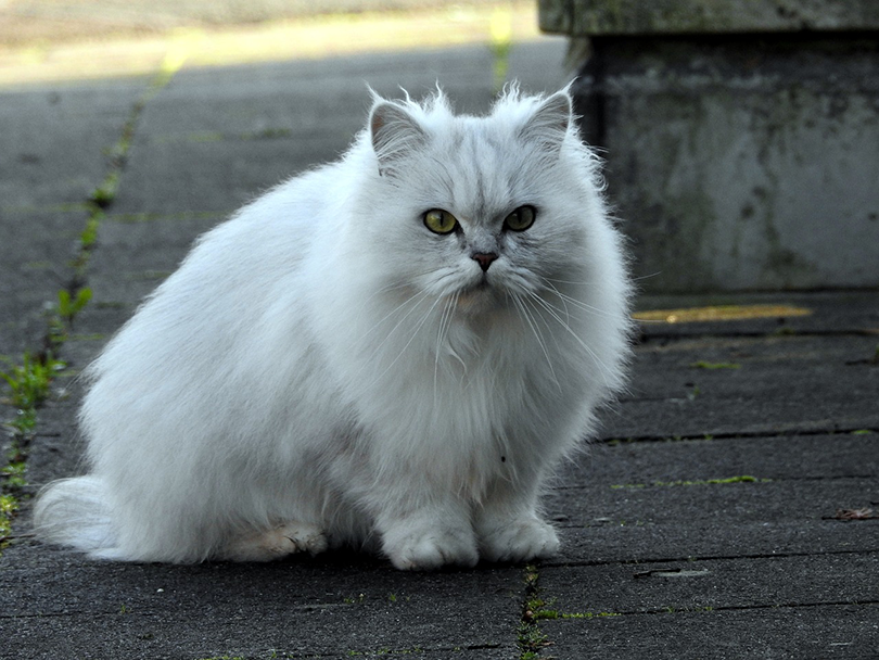 Domestic Longhair Cat: Friendly Companion for Families & Apartments