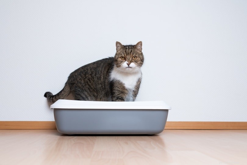 How to Safely Remove Cat Urine from Leather Boots