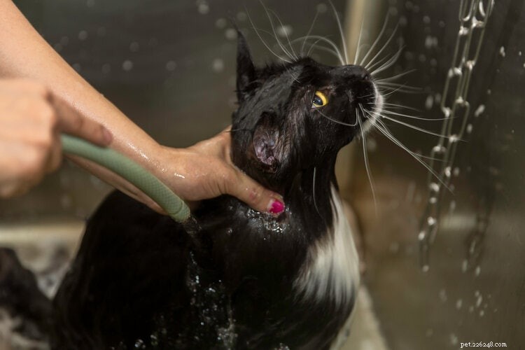 Removing Poop from Your Cat’s Fur: A Simple Guide for Long- and Short-Haired Cats