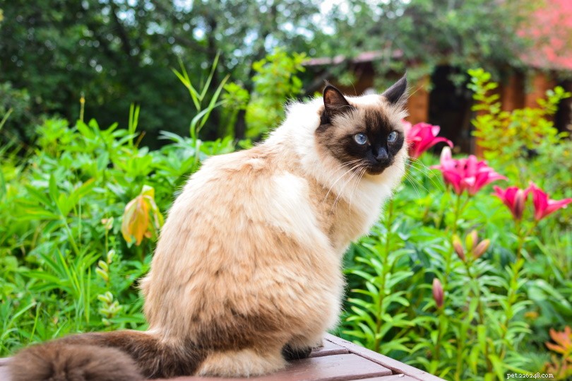 Balinese Cat: Elegant Long-Haired Companion for Active Families