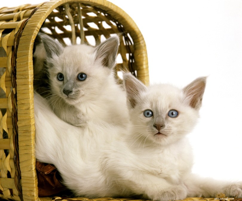 Balinese Cat: Elegant Long-Haired Companion for Active Families