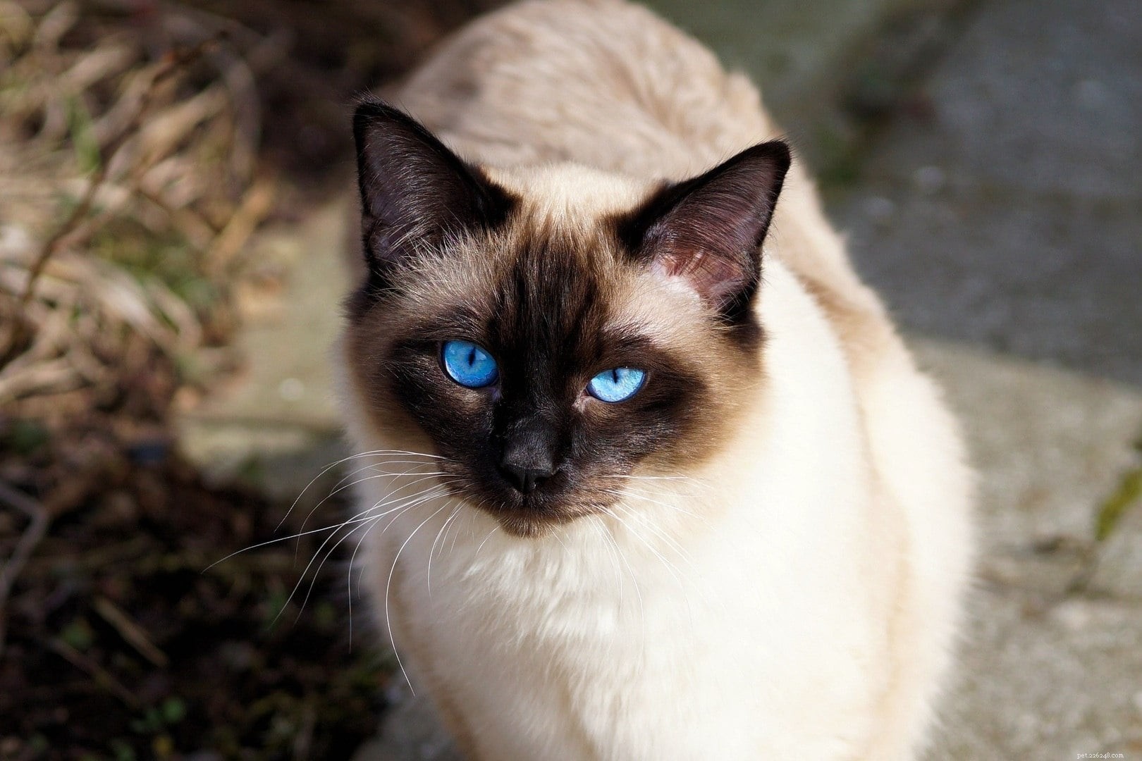 Balinese Cat: Elegant Long-Haired Companion for Active Families