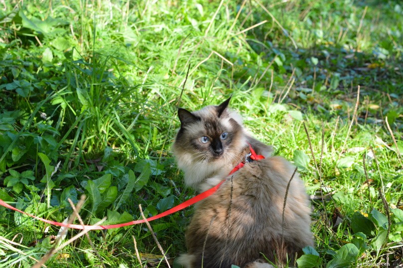 Balinese Cat: Elegant Long-Haired Companion for Active Families
