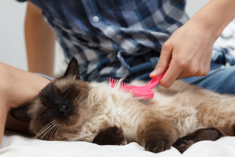 Balinese Cat: Elegant Long-Haired Companion for Active Families