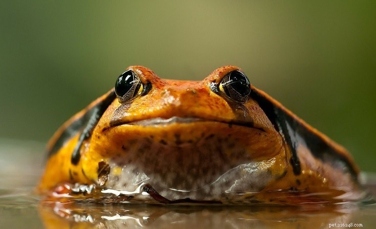 Top 16 Beginner-Friendly Pet Frogs – Easy Care & Cute Companion Guide
