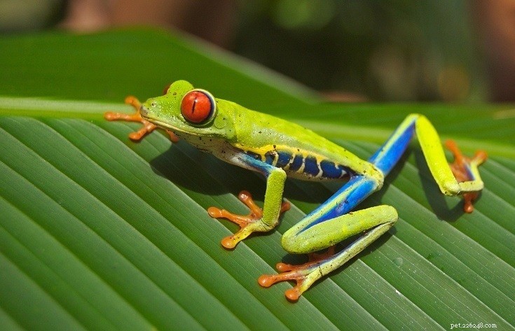 Top 16 Beginner-Friendly Pet Frogs – Easy Care & Cute Companion Guide