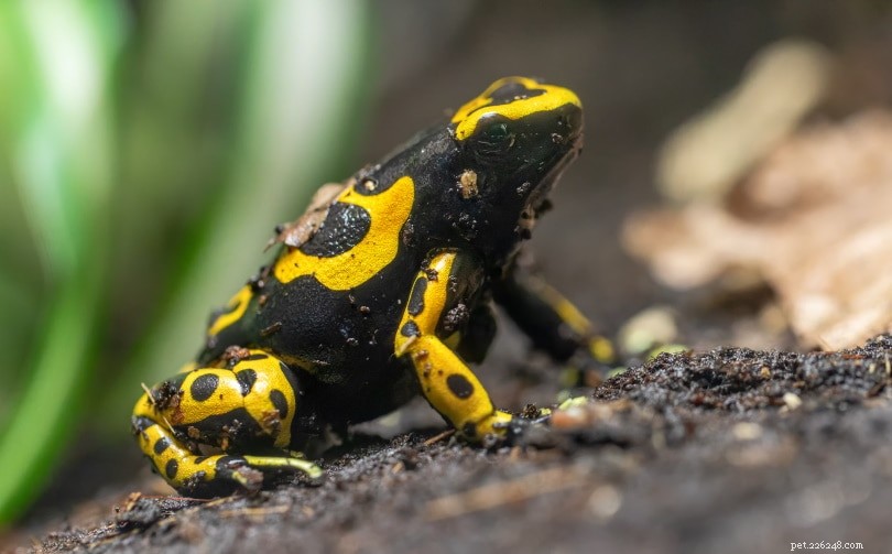 Top 16 Beginner-Friendly Pet Frogs – Easy Care & Cute Companion Guide