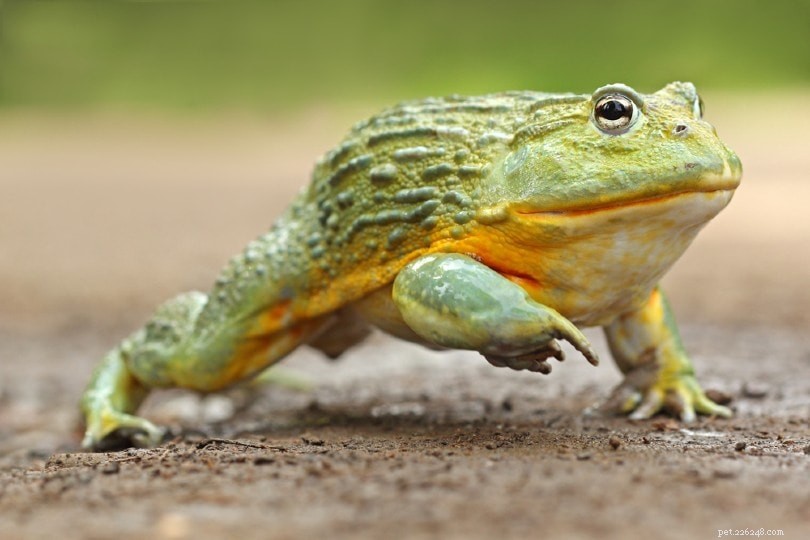 Top 16 Beginner-Friendly Pet Frogs – Easy Care & Cute Companion Guide
