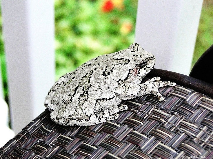 Top 16 Beginner-Friendly Pet Frogs – Easy Care & Cute Companion Guide