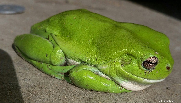 Top 16 Beginner-Friendly Pet Frogs – Easy Care & Cute Companion Guide