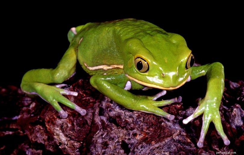 Top 16 Beginner-Friendly Pet Frogs – Easy Care & Cute Companion Guide