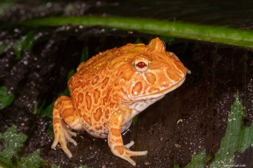 Top 16 Beginner-Friendly Pet Frogs – Easy Care & Cute Companion Guide