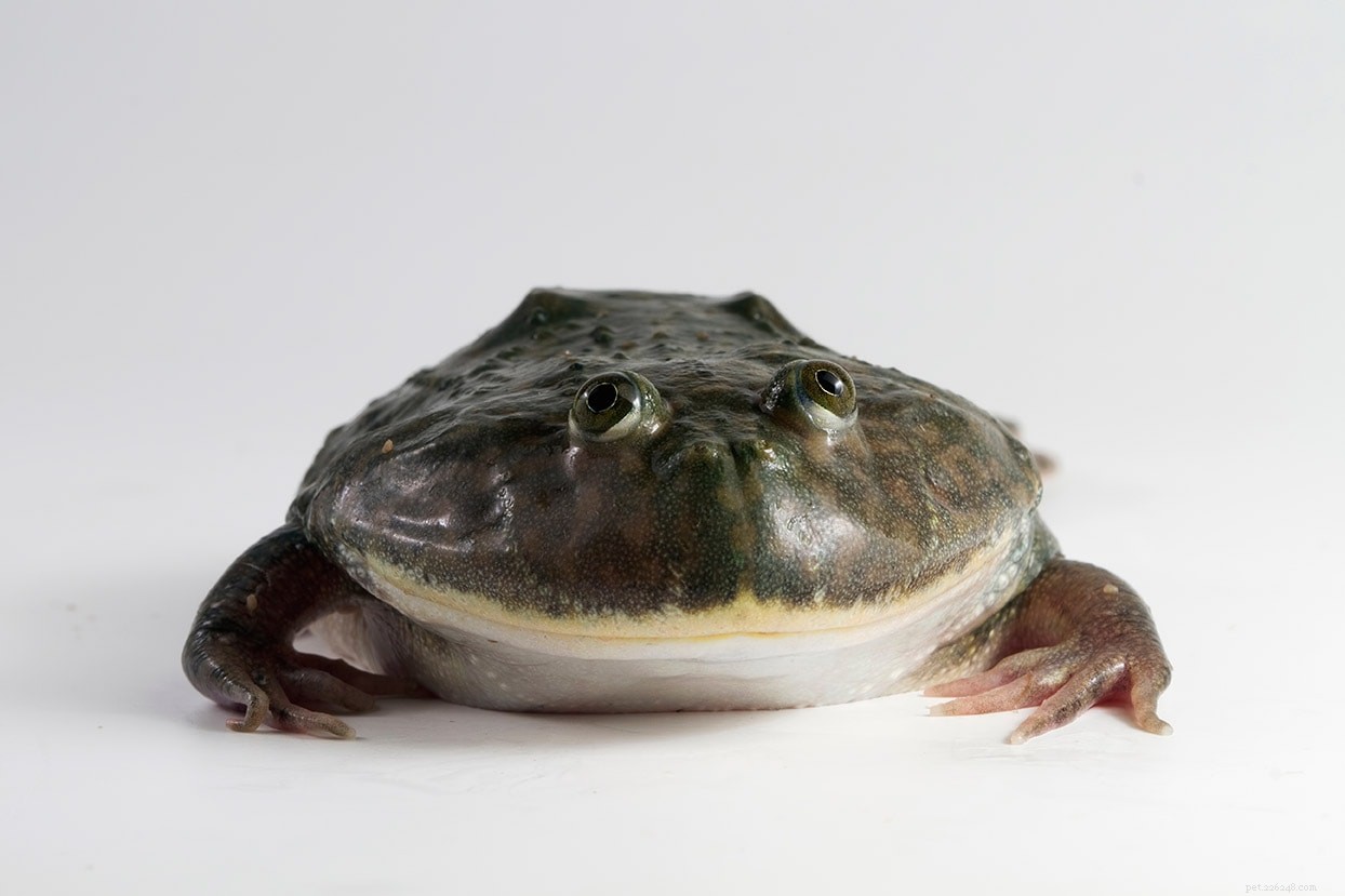 Top 16 Beginner-Friendly Pet Frogs – Easy Care & Cute Companion Guide