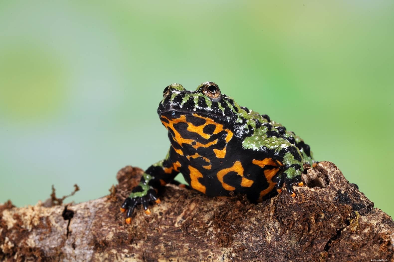Top 16 Beginner-Friendly Pet Frogs – Easy Care & Cute Companion Guide