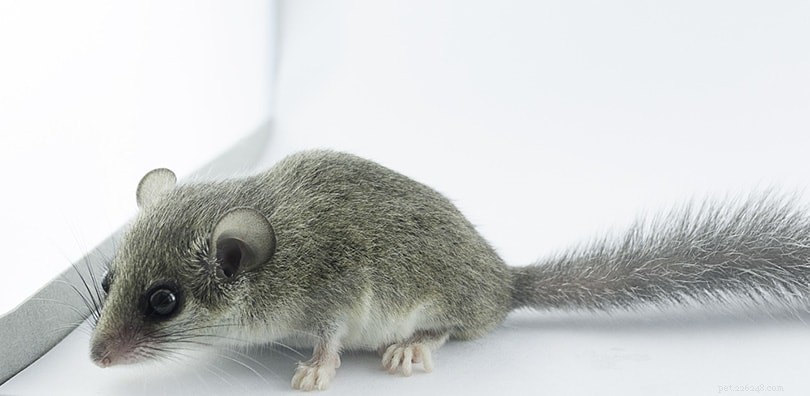 8 Adorable Small Rodents Perfect as Low-Maintenance Pets (With Photos)
