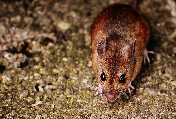 8 Adorable Small Rodents Perfect as Low-Maintenance Pets (With Photos)