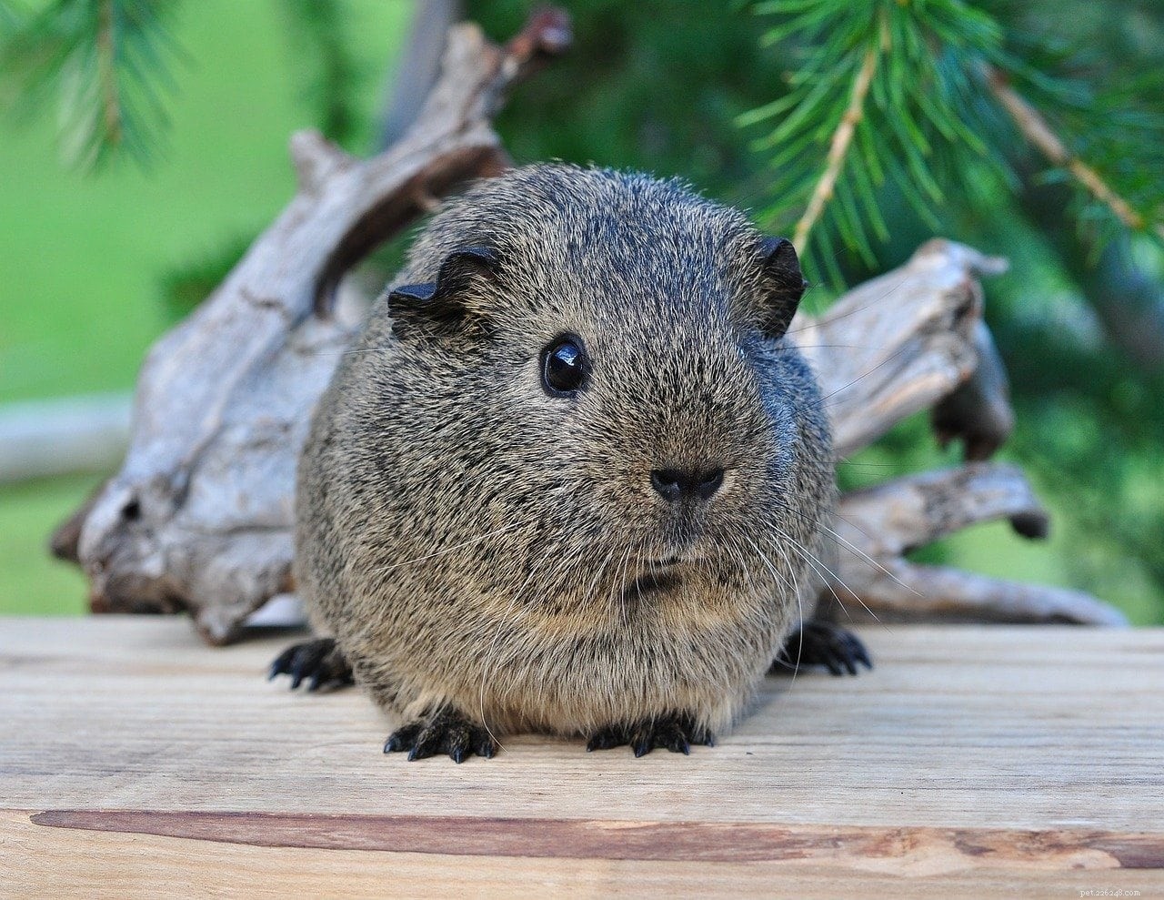 8 Adorable Small Rodents Perfect as Low-Maintenance Pets (With Photos)