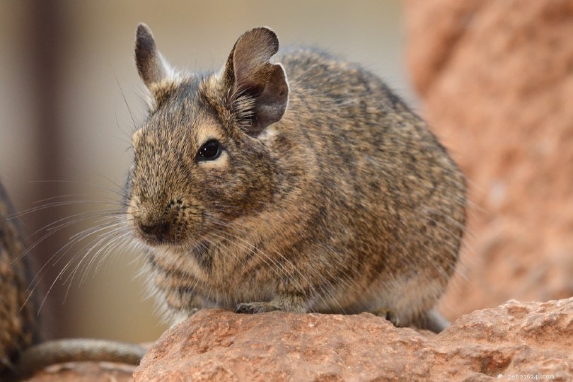 8 Adorable Small Rodents Perfect as Low-Maintenance Pets (With Photos)