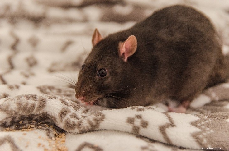 8 Adorable Small Rodents Perfect as Low-Maintenance Pets (With Photos)