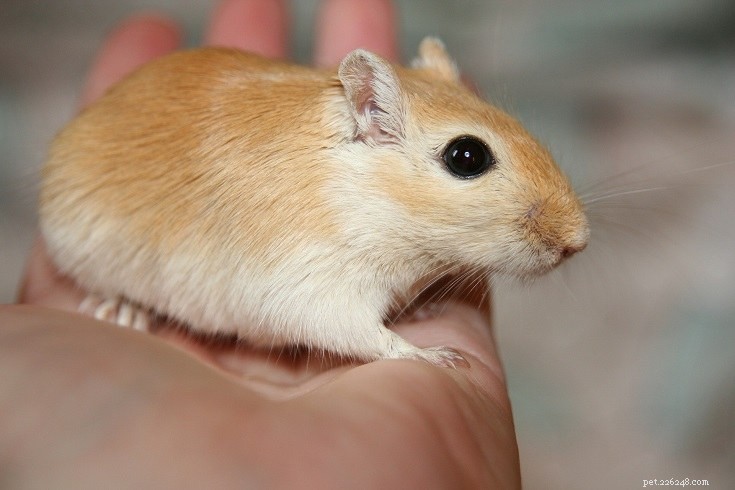 8 Adorable Small Rodents Perfect as Low-Maintenance Pets (With Photos)