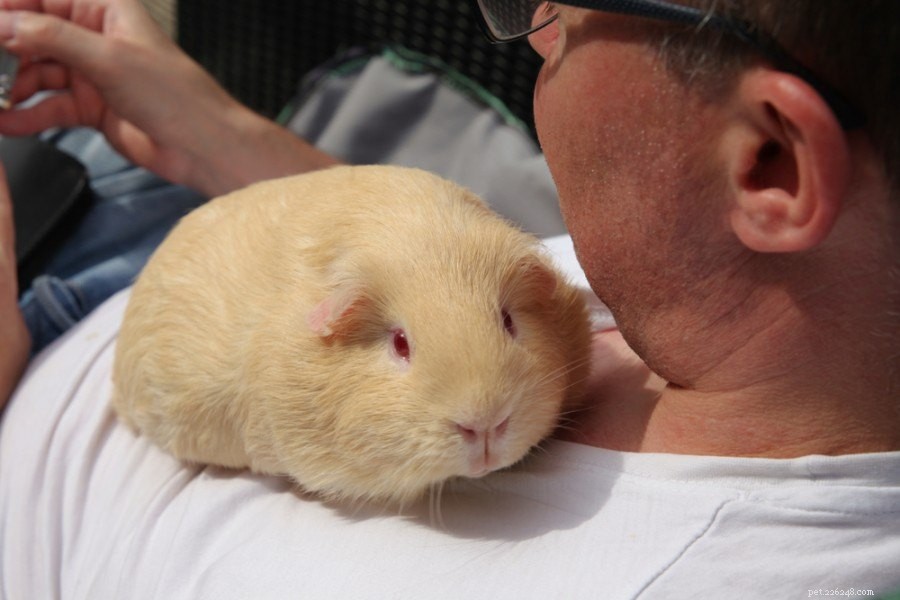 Safe Sweet Potato Feeding for Guinea Pigs: Benefits, Risks, and Guidelines