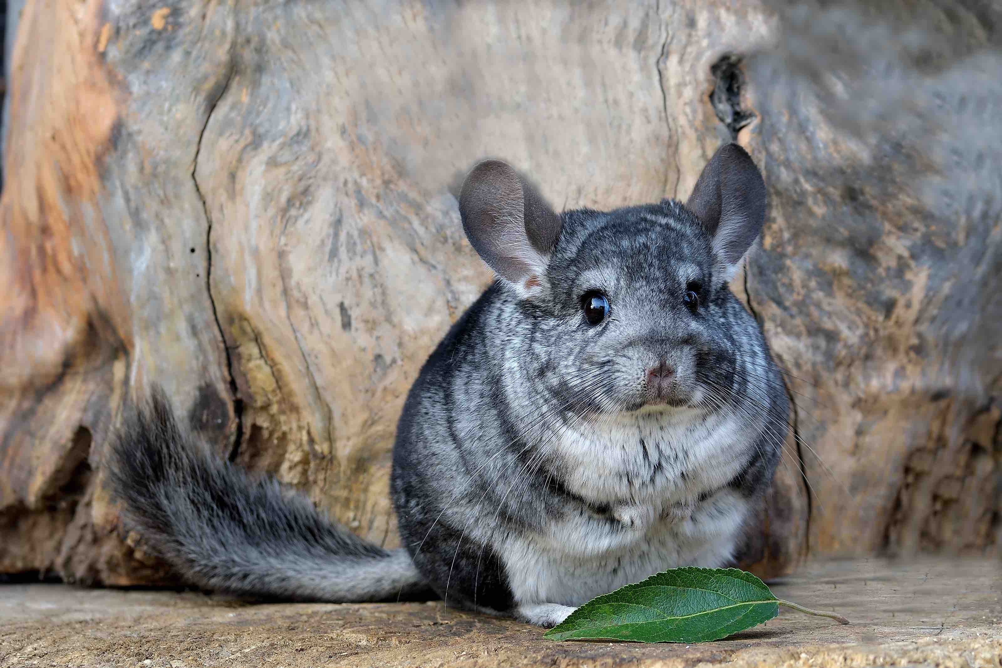 Long‑Tailed Chinchilla: Size, Care & Ideal Homes