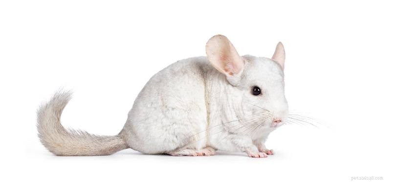 Long‑Tailed Chinchilla: Size, Care & Ideal Homes