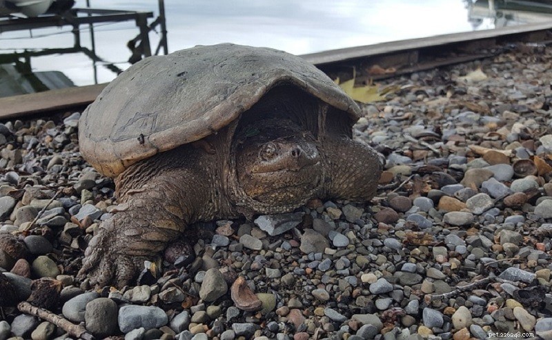Snapping Turtle vs. Box Turtle: Key Differences & What to Know (With Images)