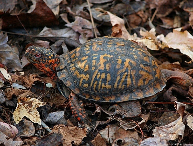 Snapping Turtle vs. Box Turtle: Key Differences & What to Know (With Images)