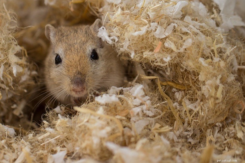 Gerbil vs. Guinea Pig: Which Small‑Animal Pet Suits Your Lifestyle?