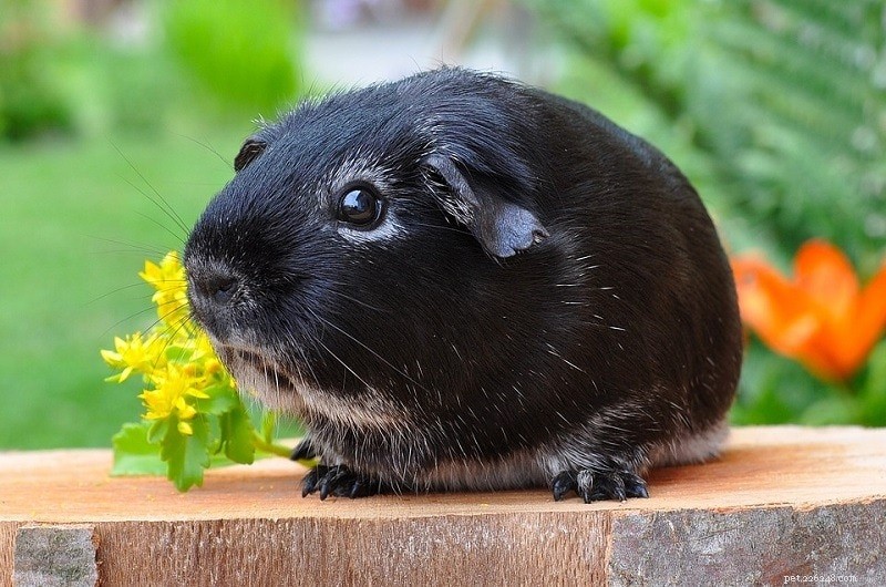 Gerbil vs. Guinea Pig: Which Small‑Animal Pet Suits Your Lifestyle?