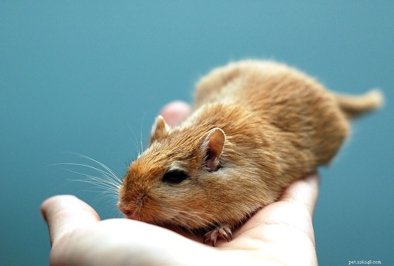 Gerbil vs. Guinea Pig: Which Small‑Animal Pet Suits Your Lifestyle?