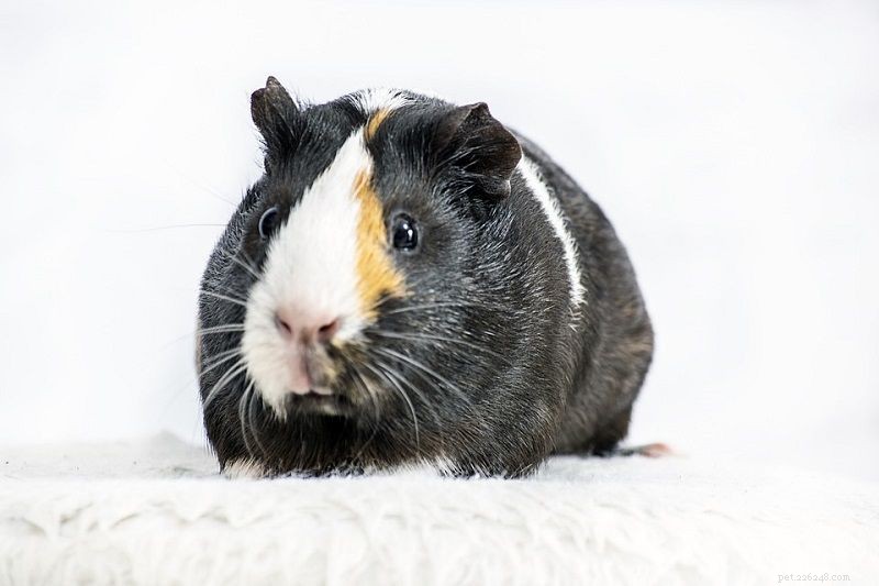 Gerbil vs. Guinea Pig: Which Small‑Animal Pet Suits Your Lifestyle?