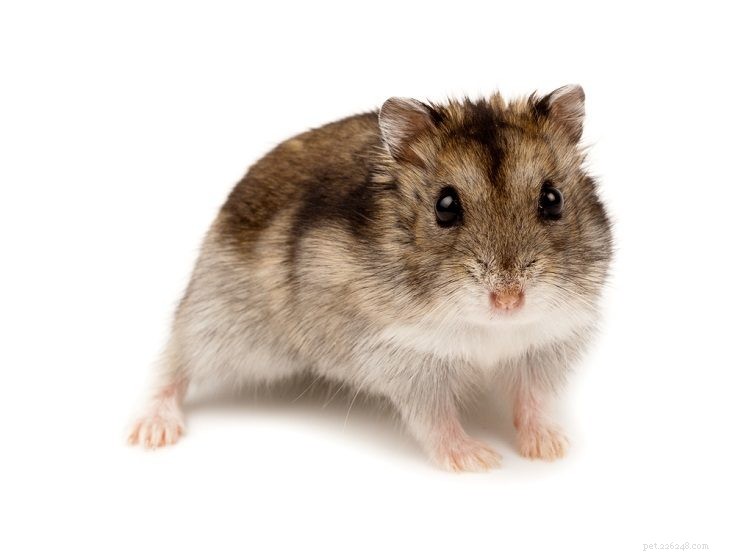 Explore 20 Hamster Coat Colors & Patterns – A Visual Guide
