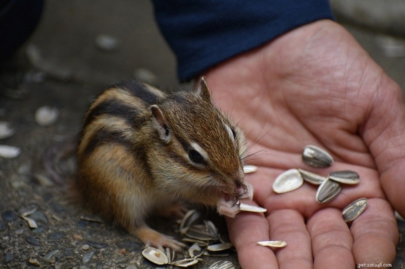 What Do Chipmunks Eat? A Complete Guide for Wild & Pet Diets